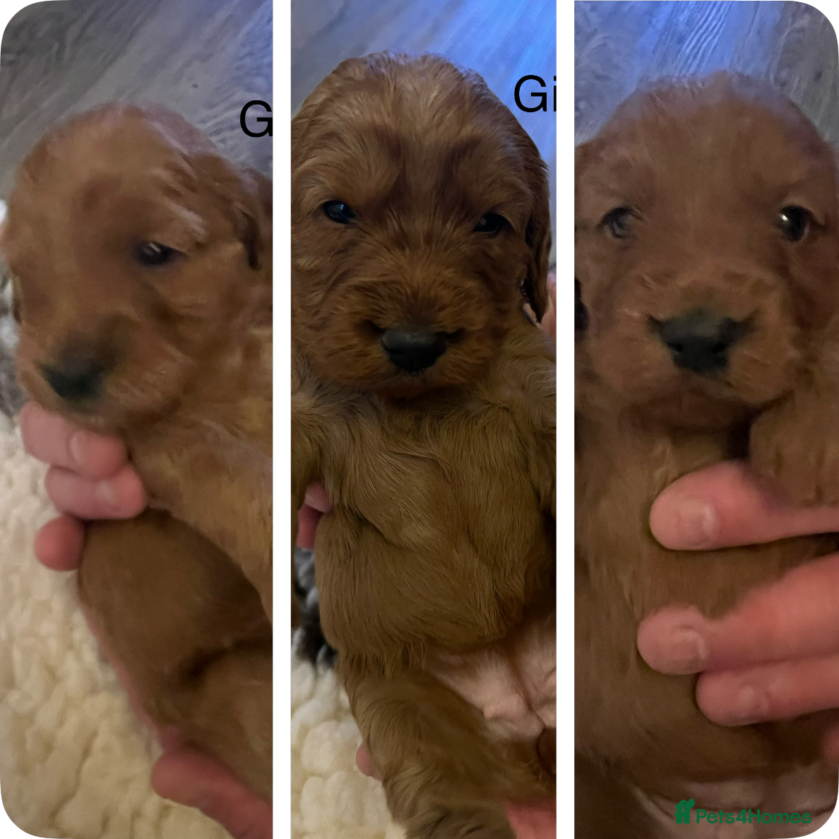 Cockapoo dogs 4 Red F1 Cockapoo girls from DNA clear parents  - Advert 1