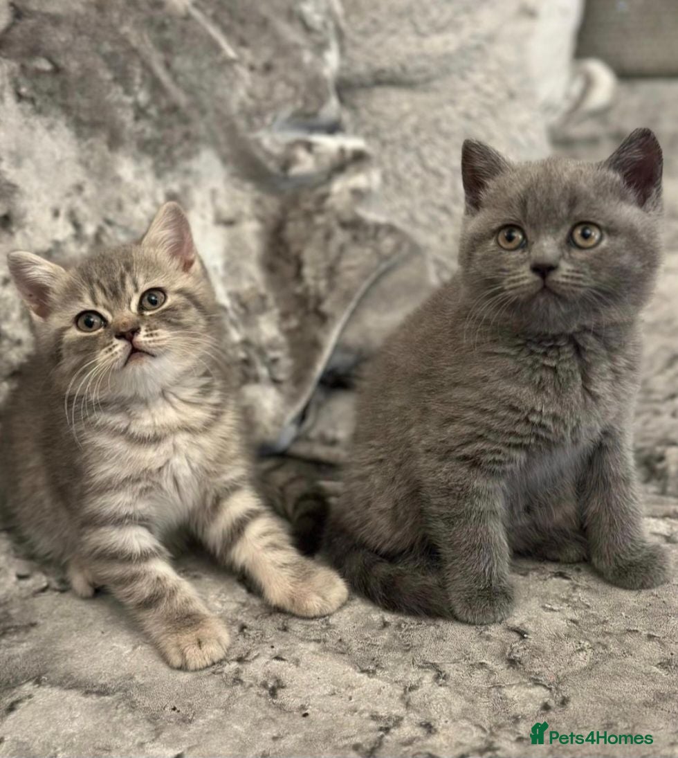 British Shorthair cats Spookie - Advert 7