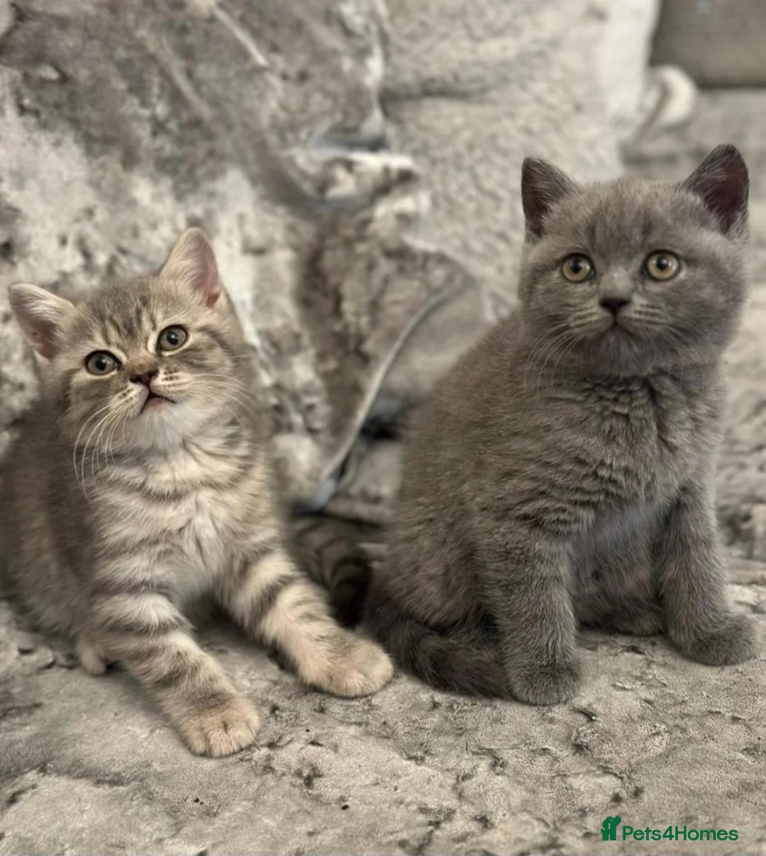 British Shorthair cats for sale: Spookie - Advert 1