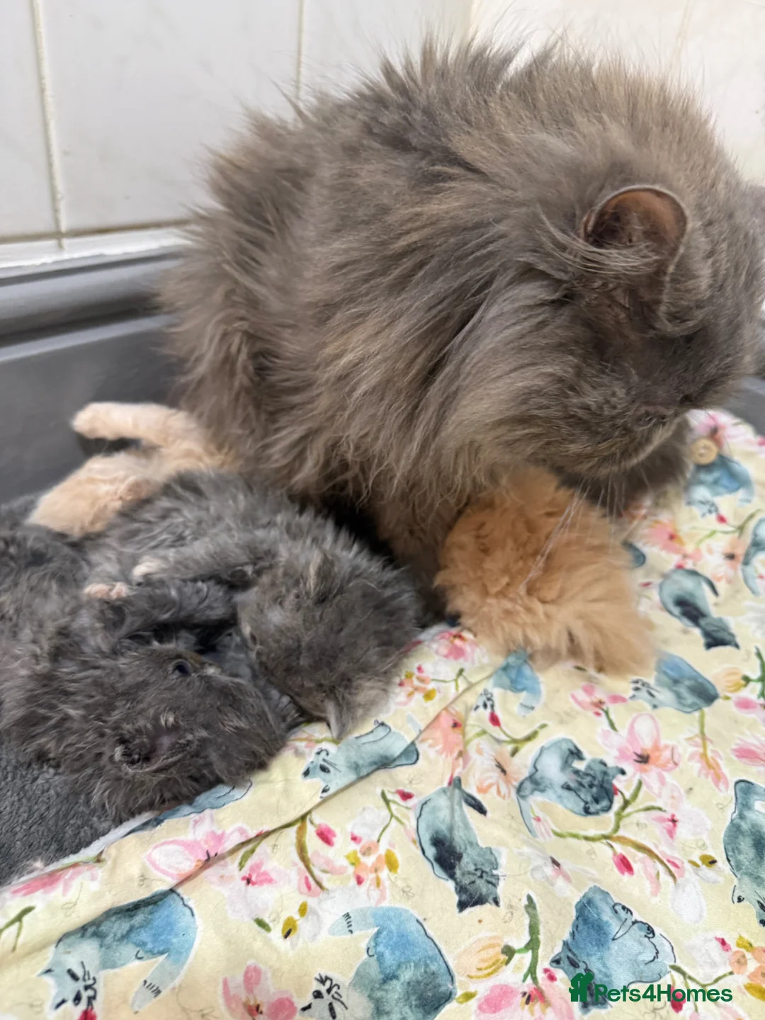 Persian cats for sale: Beautiful blue-cream Persian kitten - Advert 2