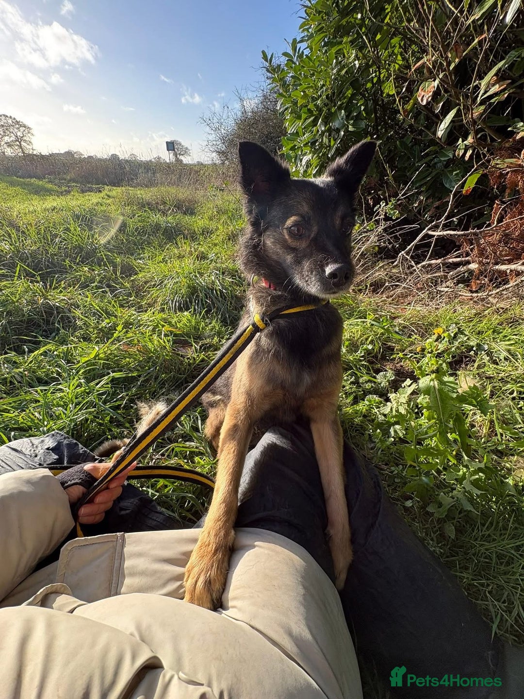 Mixed Breed dogs for adoption: Shona - Norwich Norfolk  - Advert 3