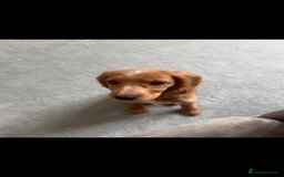 Cocker Spaniel dogs for sale: Red working cocker spaniel puppy 16wks  - Image 1