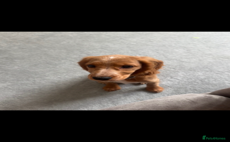 Cocker Spaniel dogs - Advert 3