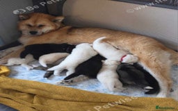 Akita dogs for sale: American akita x3  - Image 3