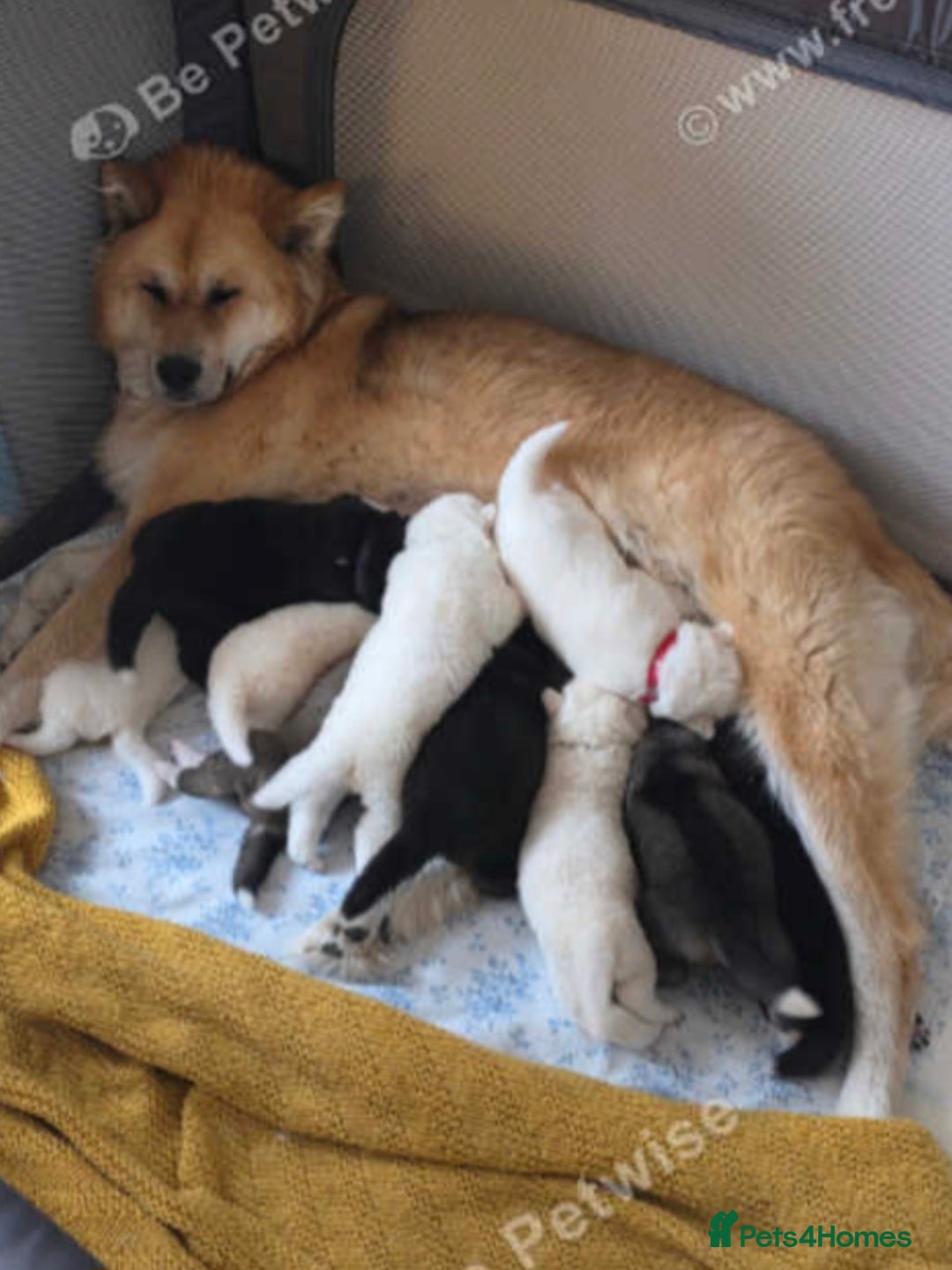 Akita dogs for sale: American akita x3  - Image 3