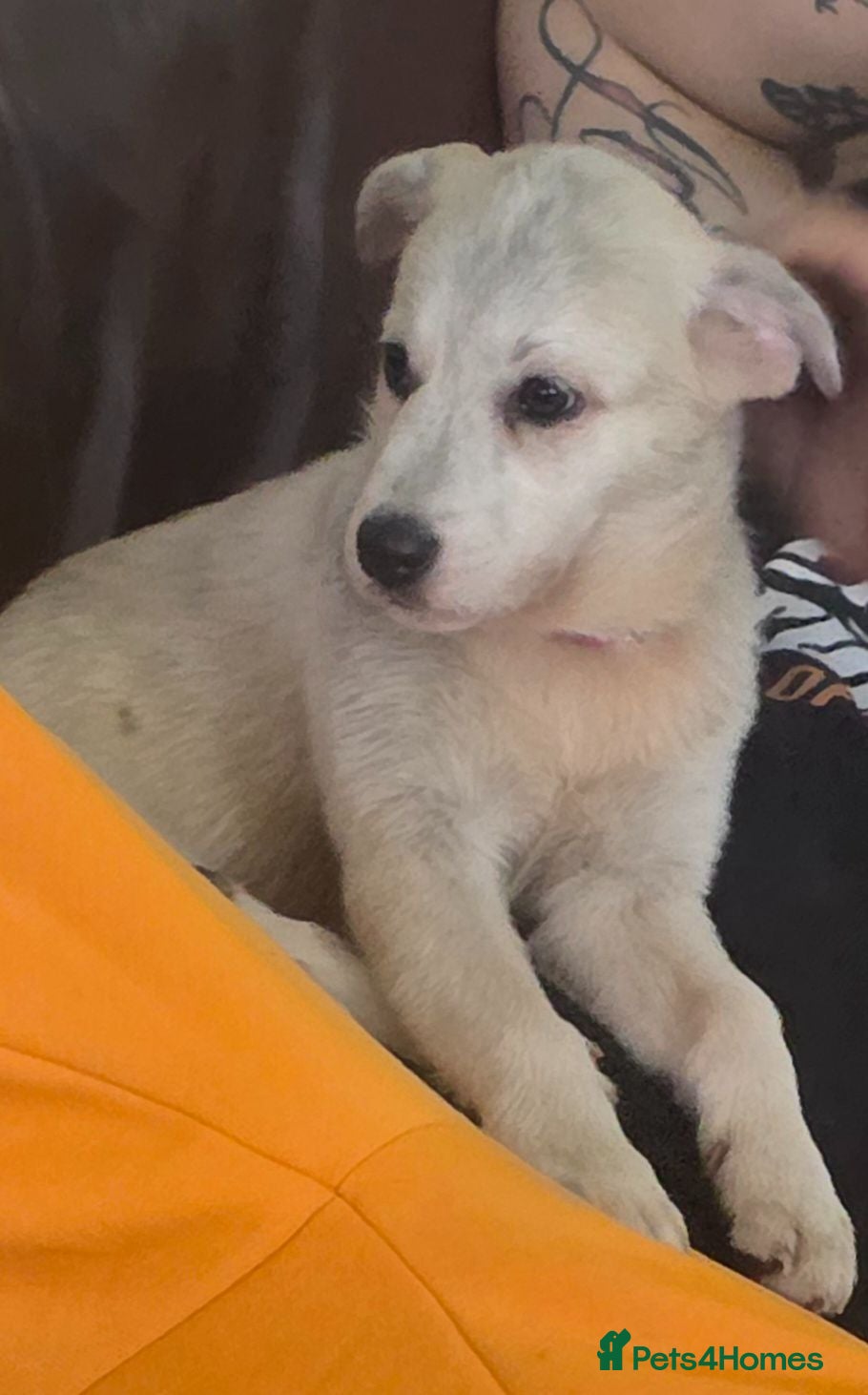 Mixed Breed dogs Husky cross staffy puppies  - Advert 2