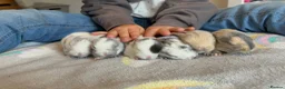 Mini Lop rabbits for sale: Beautiful mini lops ready soon in Penryn - Advert 1
