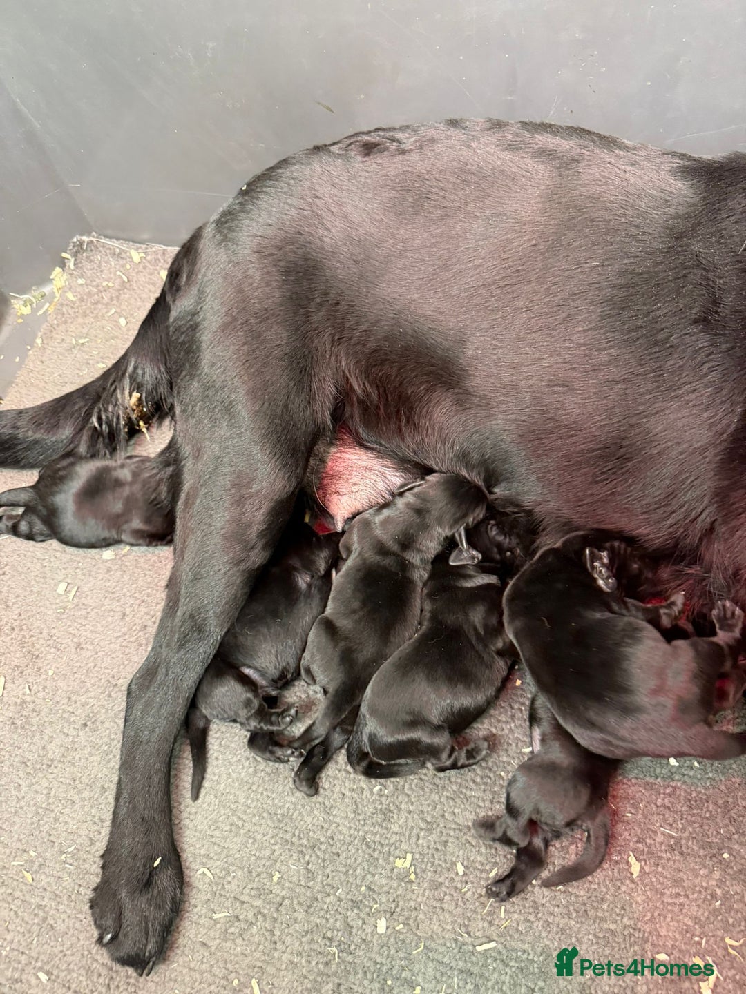 Labrador Retriever dogs for sale: Beautiful Black KC reg Labrador Puppies - Advert 3