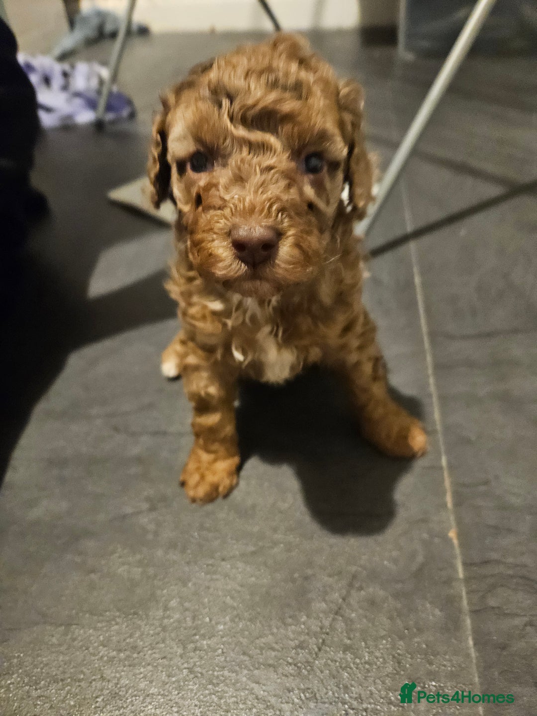 Cavapoo dogs for sale: Beautiful toy cavapoos  - Advert 15
