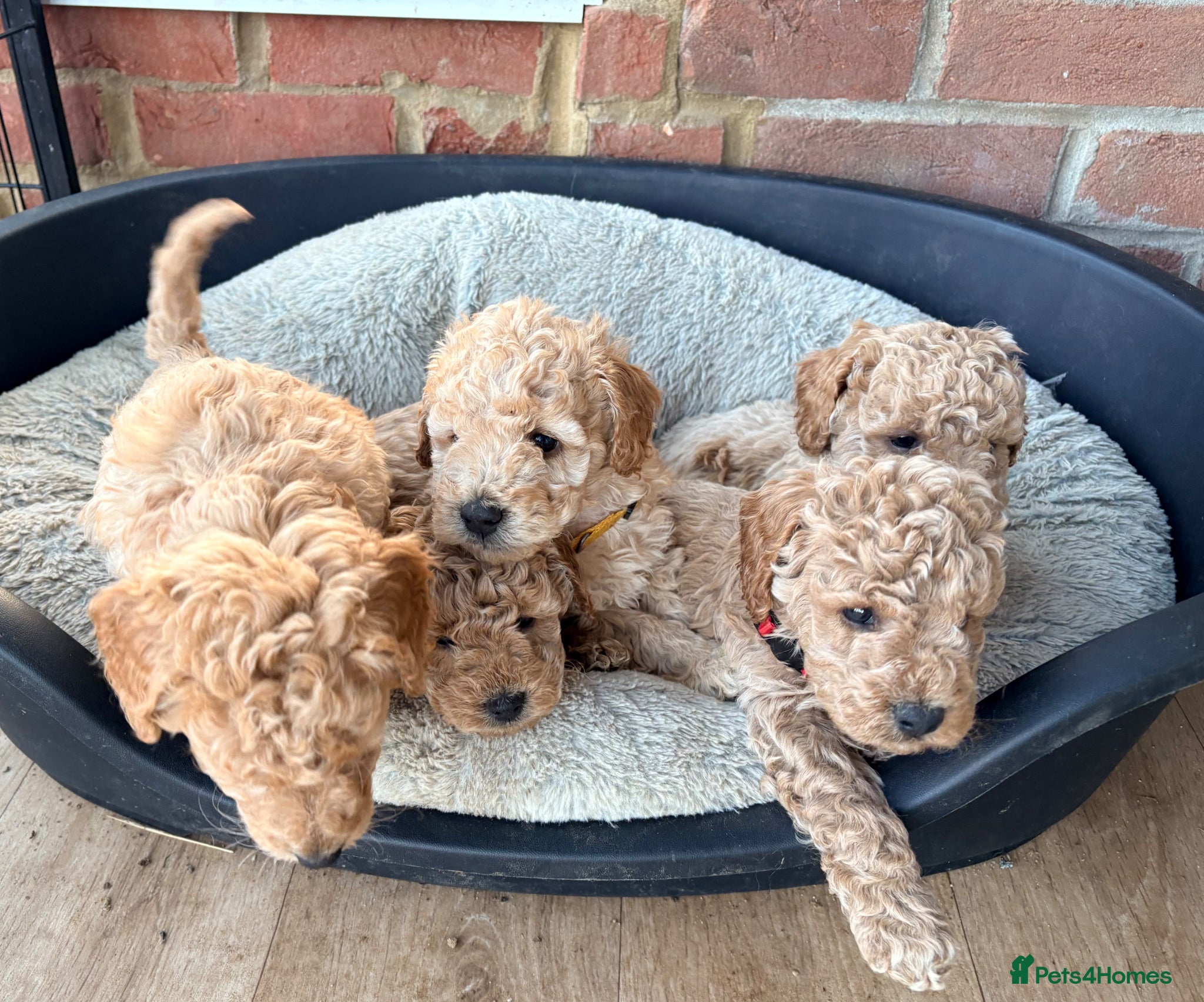 Cockapoo dogs F1B cockapoos  - Advert 9