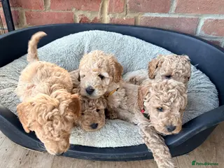 Cockapoo dogs F1B cockapoos - Advert 9