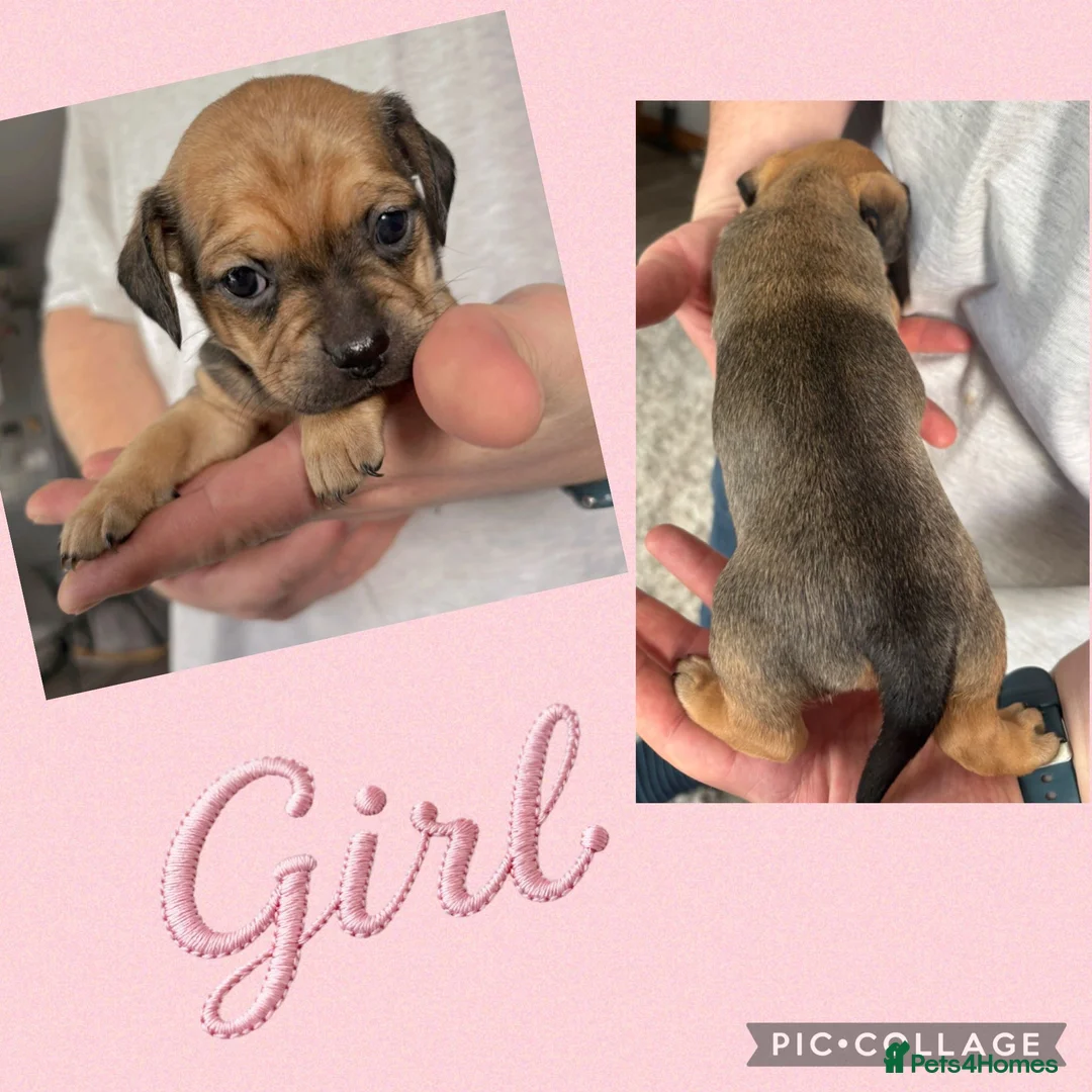 Mixed Breed dogs for sale: Mini dachshund cross pug  - Advert 2