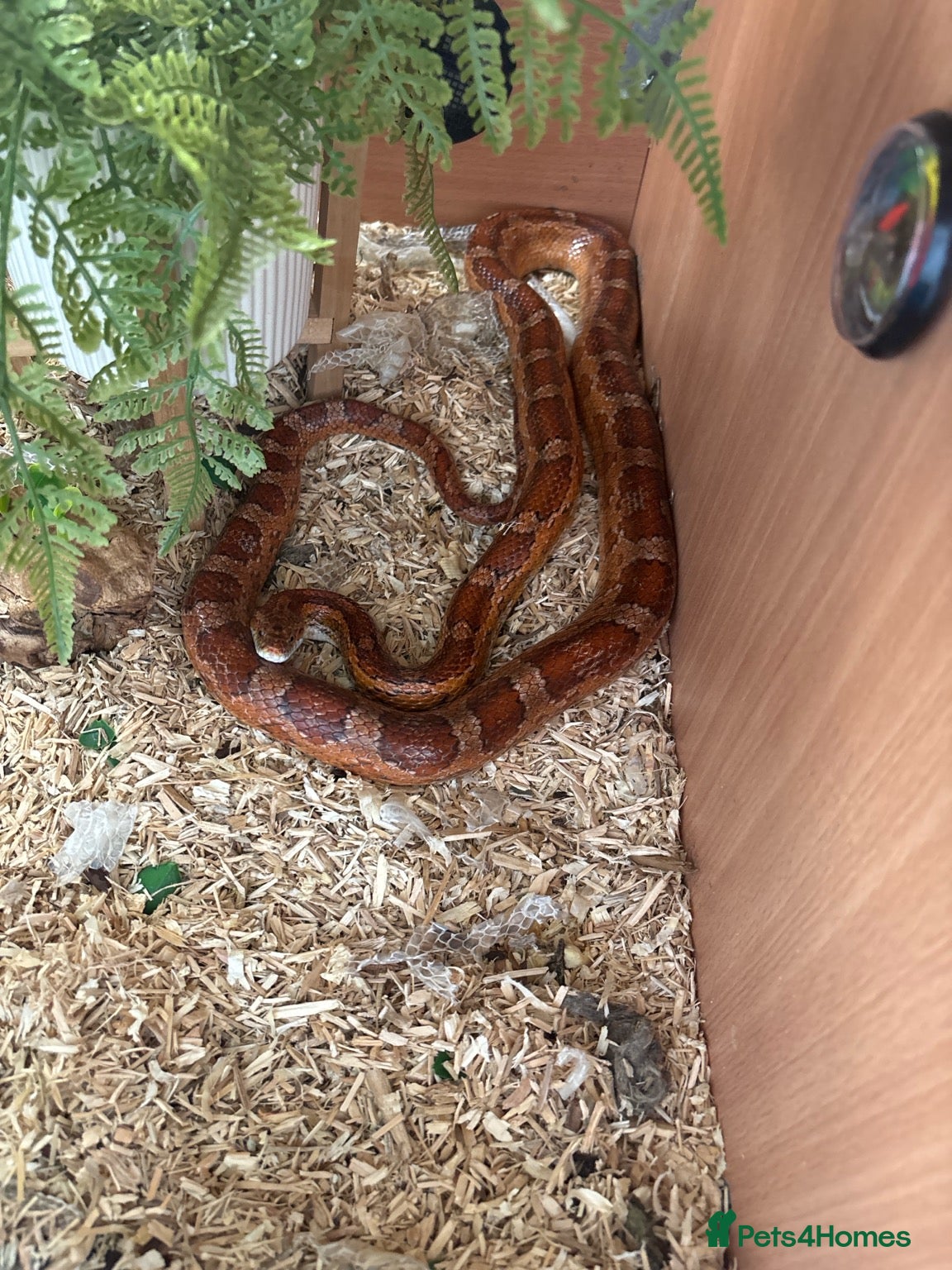 Corn Snake reptiles Corn snake  - Advert 1