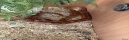 Corn Snake reptiles for sale: Corn snake  in Clydebank - Advert 1