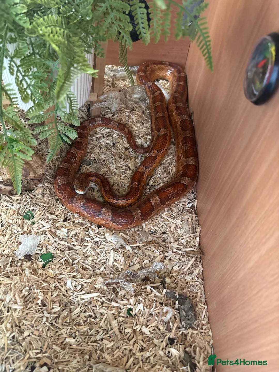 Corn Snake reptiles for sale: Corn snake  in Clydebank - Advert 1