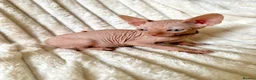 Sphynx cats for sale: 🐾 Beautiful Sphynx Kittens – Raised With Love 🐾 - Advert 7