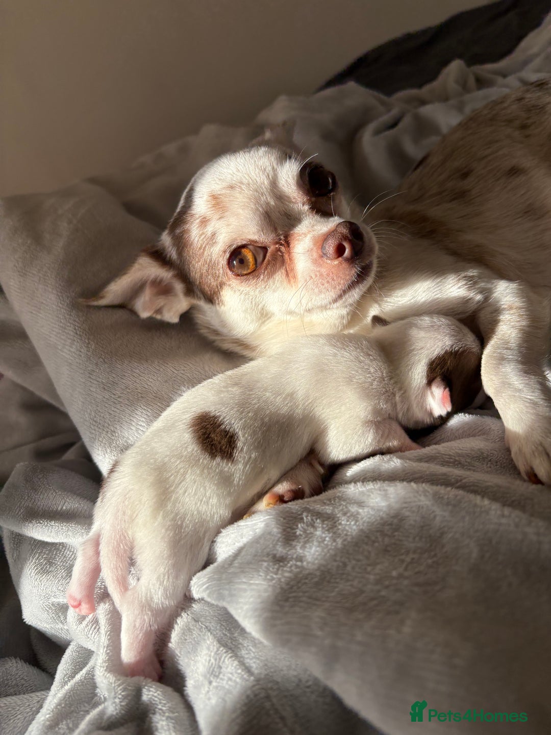 Chihuahua dogs for sale: 💕Stunning chihuahua pups 💕 - Image 15