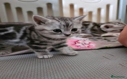 British Shorthair cats for sale: BSH Silver Tabby  - Image 28