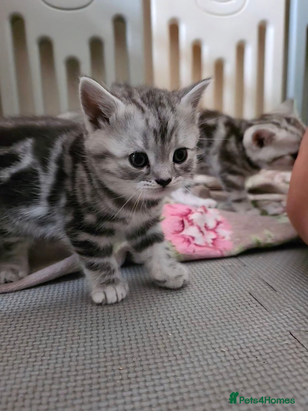 British Shorthair cats for sale: BSH Silver Tabby  - Image 28