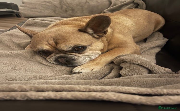 French Bulldog dogs - Advert 3