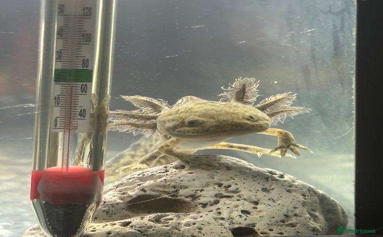 Axolotl reptiles - Advert 1