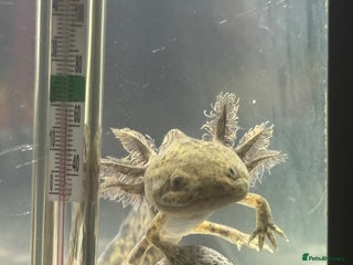 Axolotl reptiles - Advert 25