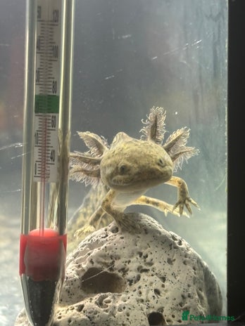 Axolotl reptiles - Advert 2