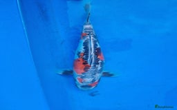 Koi Carp fish for sale: Variety of koi for sale  - Advert 14