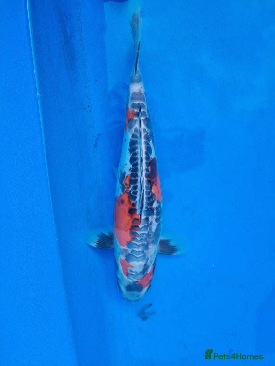 Koi Carp fish for sale: Variety of koi for sale  - Advert 14