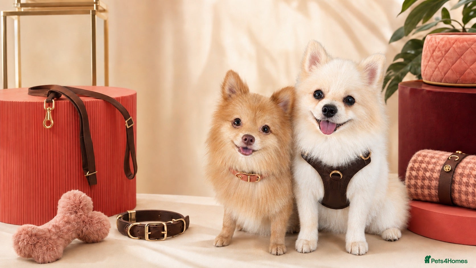 Pomeranian dogs Beautiful Healthy Puppies Ready for Loving Homes - Advert 4