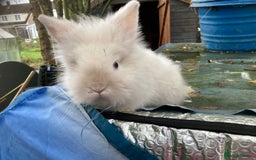 Lionhead rabbits for sale: 9 lionhead babies - Advert 4