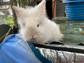 Lionhead rabbits 9 lionhead babies - Advert 13