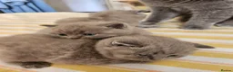 British Shorthair cats for sale: Hurry only  girl left Brithish shorthair kittens  - Advert 6