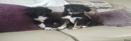 Border Collie dogs for sale: Traditional Border Collie Puppies - Advert 6