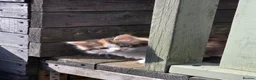 Mixed Breed cats for sale: She/her in Swindon - Advert 5