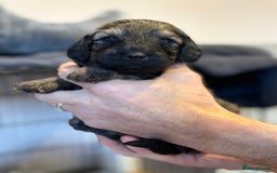 Schnoodle dogs for sale: Gorgeous schnoodle puppies  - Image 18