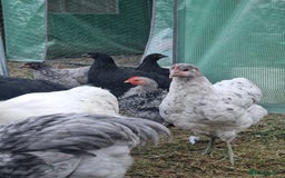 Chickens poultry for sale: Point of Lay hens Jersey Giants, Pekin & Olive egg - Image 10