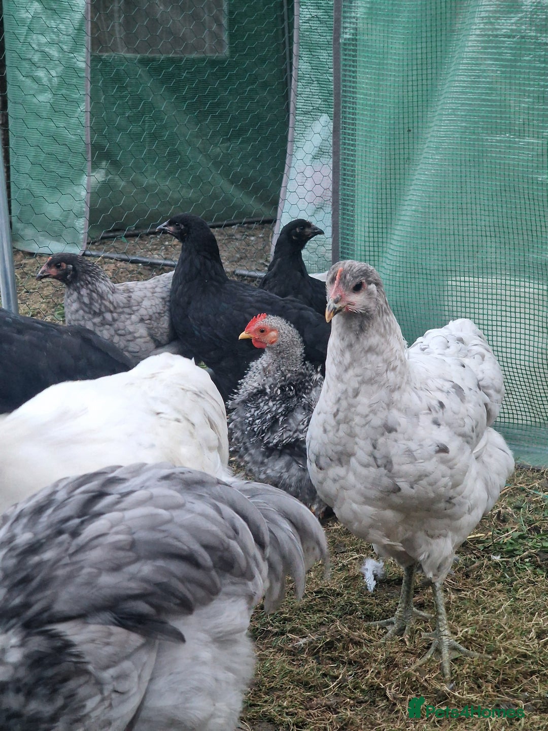 Chickens poultry for sale: Point of Lay hens Jersey Giants, Pekin & Olive egg - Image 10
