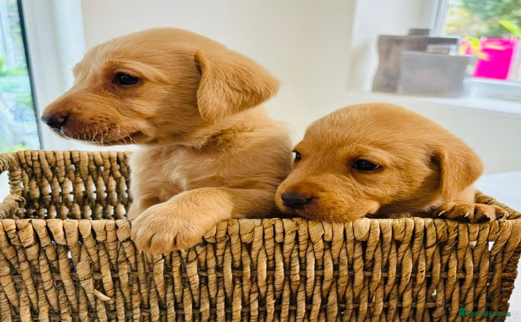 Labrador Retriever dogs - Advert 2