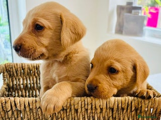 Labrador Retriever dogs - Advert 17