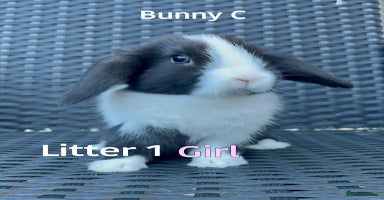 Mini Lop rabbits - Advert 3