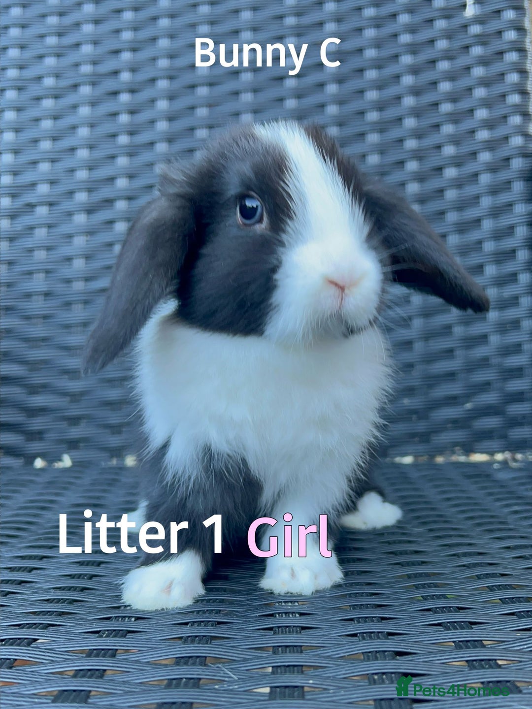 Mini Lop rabbits for sale: Baby mini lops for sale - Image 3