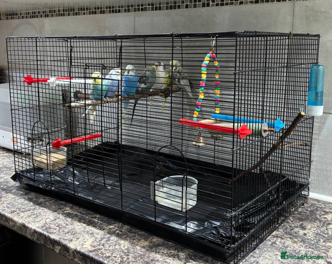 Budgerigars birds for sale: 7 beautiful coloured budgies with cage - Advert 2