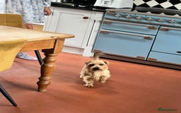 Norfolk Terrier dogs for sale: Retired stud boy 6 years old   - Image 5