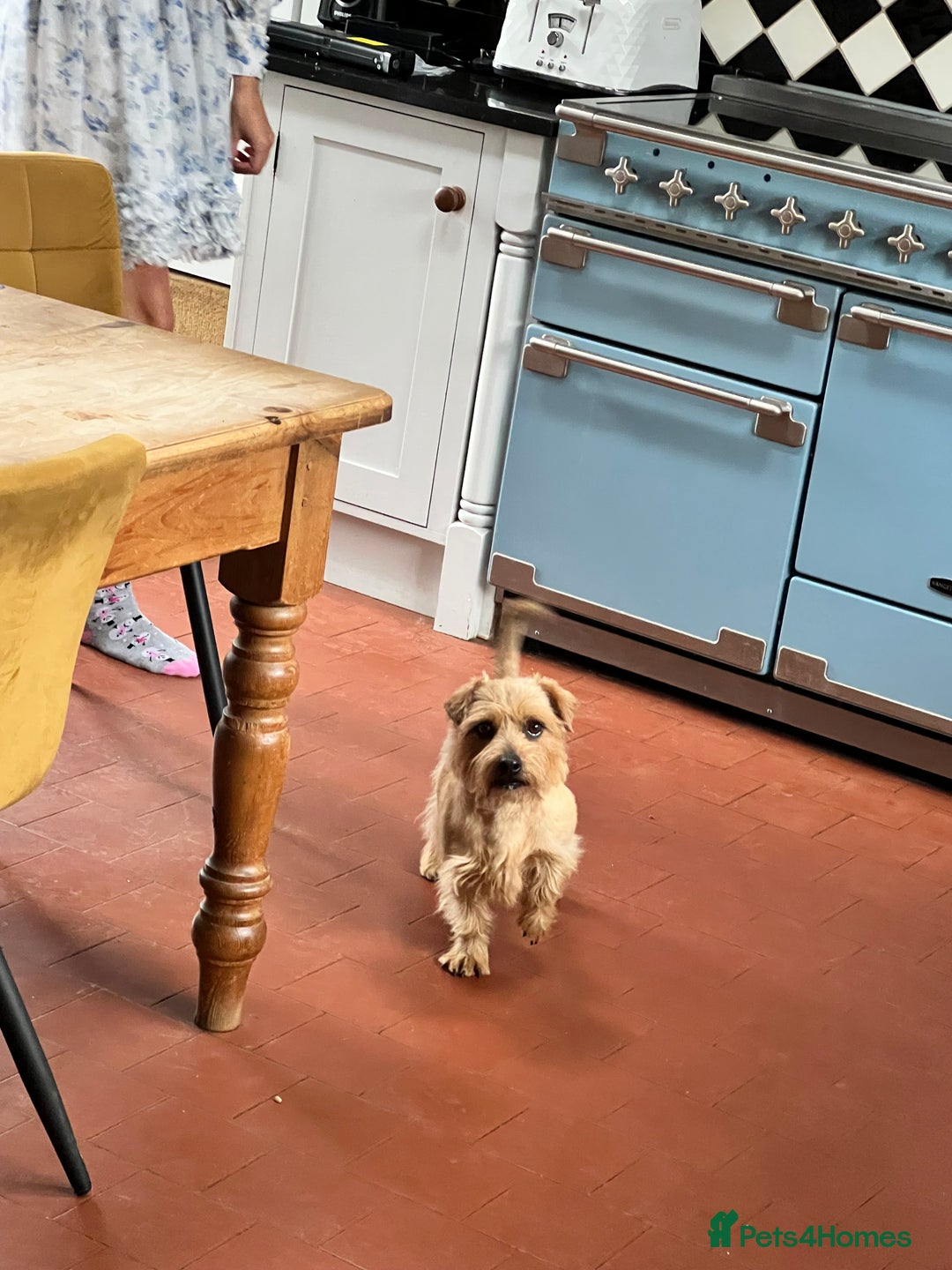 Norfolk Terrier dogs for sale: Retired stud boy 6 years old   - Image 5