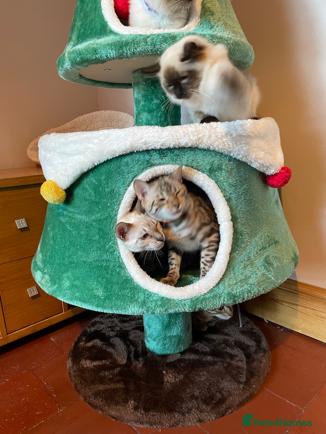 Ragdoll cats for sale: GCCF Ragdoll seal kittens, only 2 boys left - Advert 14