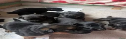 German Shepherd dogs for sale: 11 Beautiful German Shepherd Pups - Advert 13