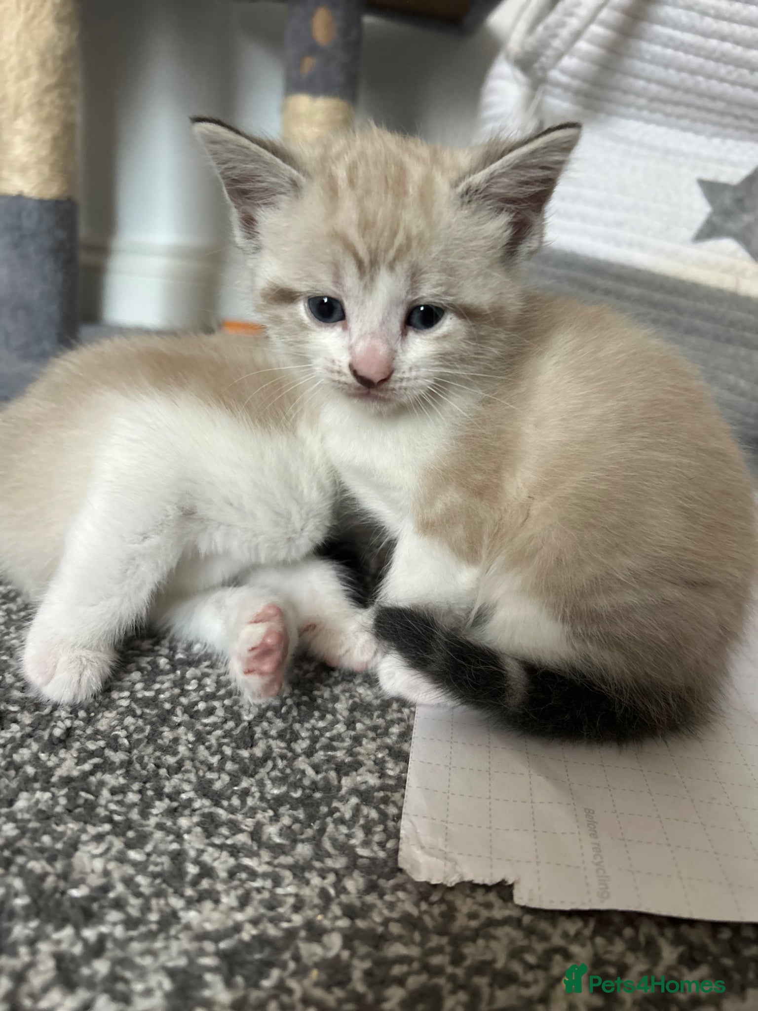 Mixed Breed cats for sale:  fluffy ragdoll mix kittens for sale  in Portsmouth - Advert 3