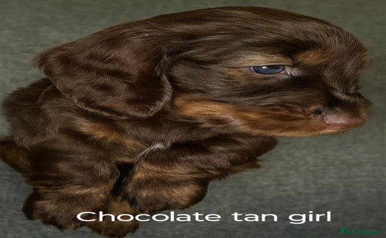 Dachshund dogs - Advert 1