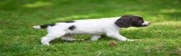 English Springer Spaniel dogs for sale: Kennel club registered Springer Spaniel Puppies - Advert 2